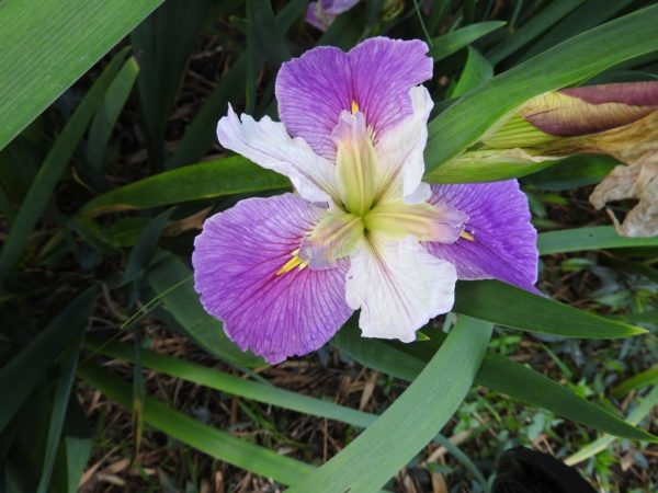 Iris louisiana Purple-White