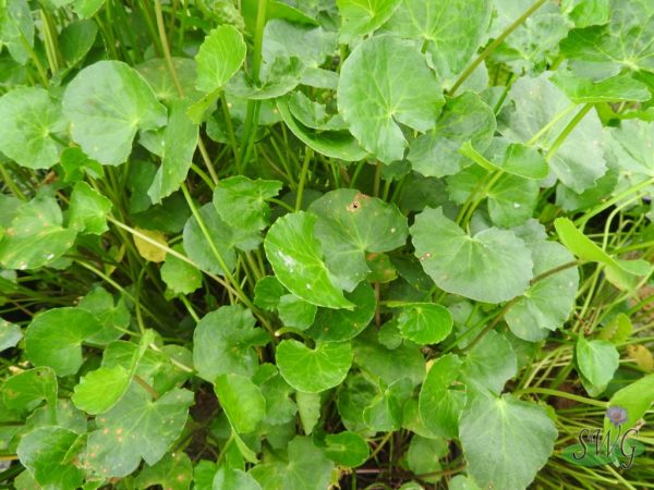 Centella asiatica Gotu Kola