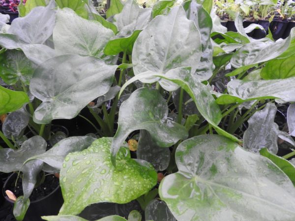 Alocasia cucullata Buddhas Hand Elephant Ear