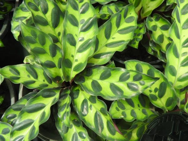 Calathea insignus