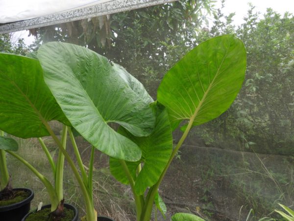 Alocasia crassifolia Alba