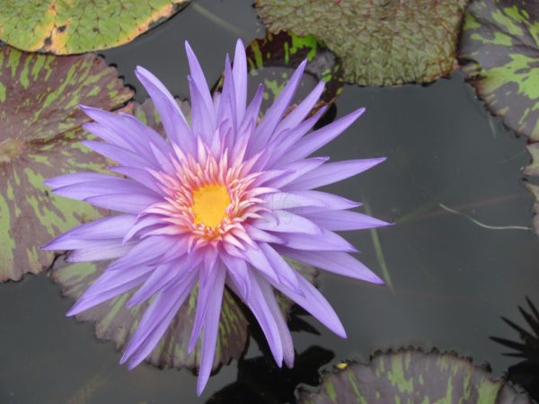 Waterlily Tropical Foxfire