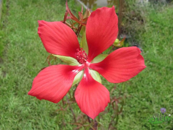 Hibiscus coccineus Swamp Hibiscus Scarlet