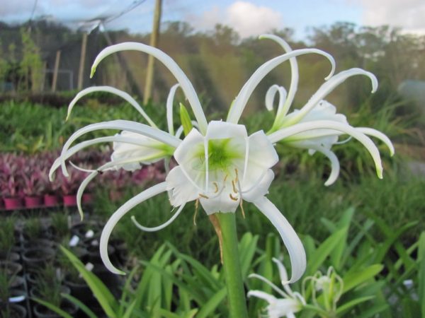 Hymenocallus festalis Spider Lily