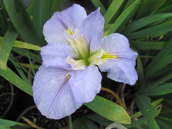 Iris louisana Lilac