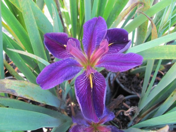 Iris louisiana Black Gamecock