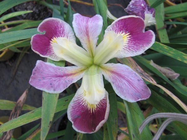 Iris louisiana Pink-Yellow