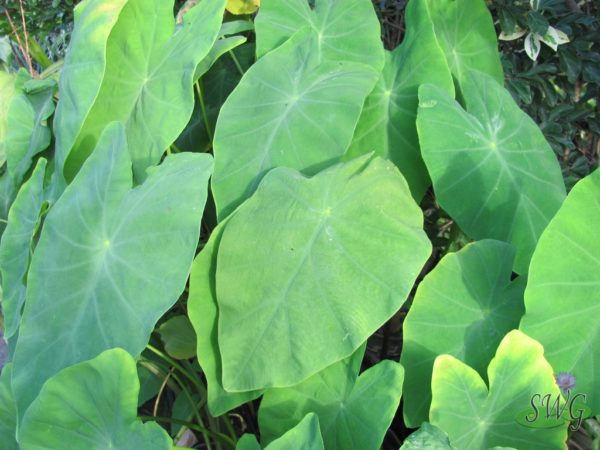 Colocasia esculenta Lime Green