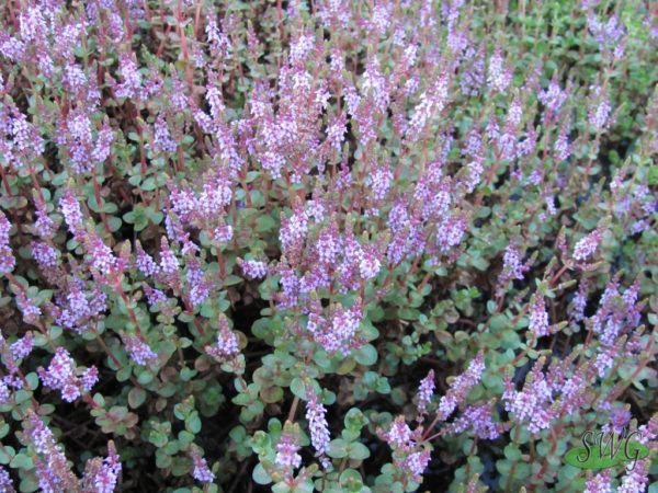 Rotala rotundifolia Pink Heather