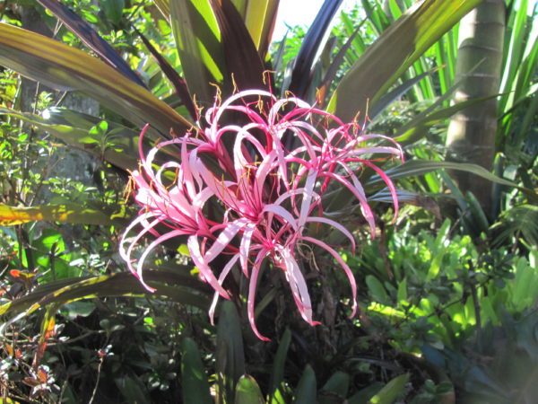 Crinum asiaticum Procerum