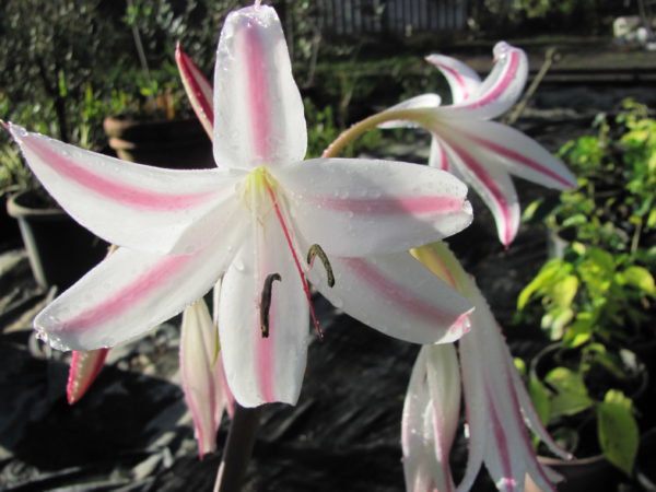 Crinum zeylanicum Milk & Wine