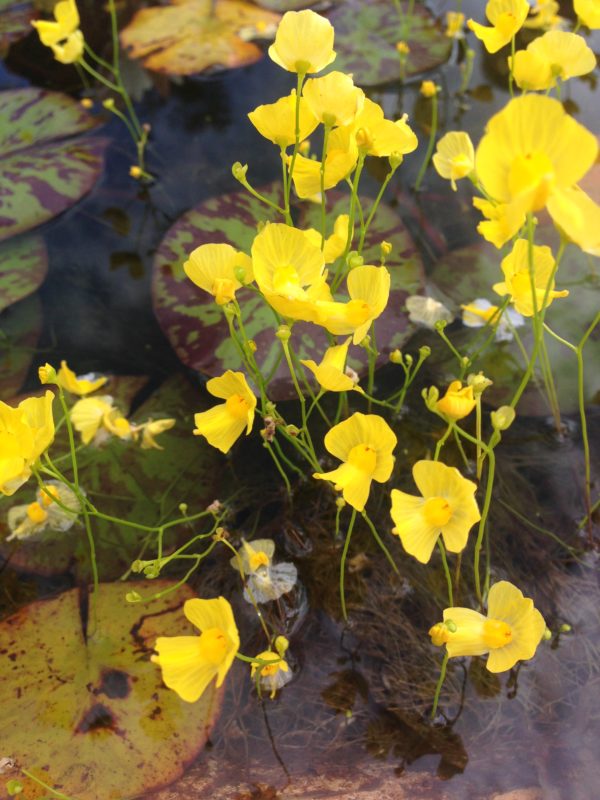 Utricularia gibba Bladderwort