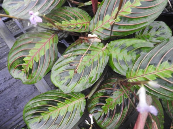 Maranta leuconeura var. erythroneura Red Prayer Plant