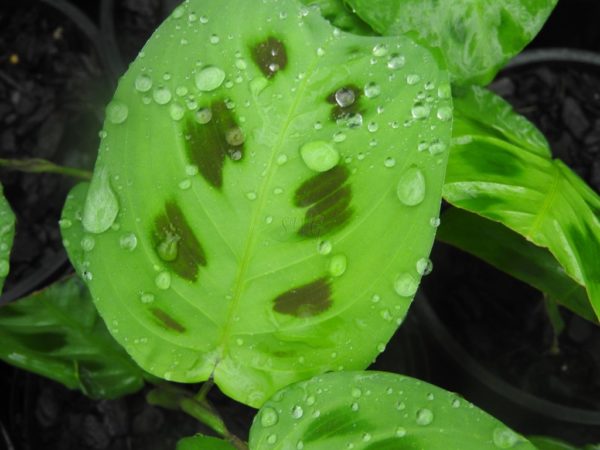 Mararanta leuconeura cv. kerchoviana Black Prayer Plant