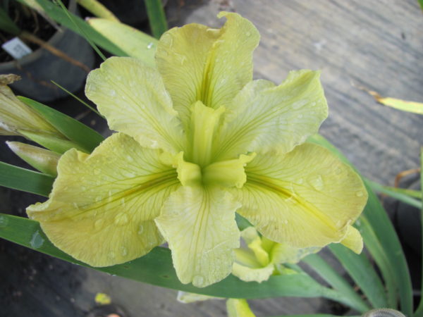 Iris louisiana Milkmaid Yellow