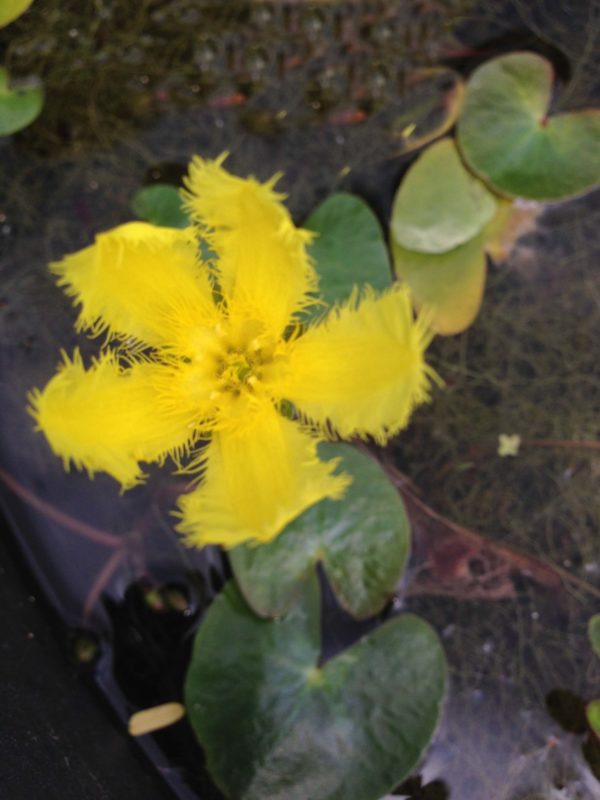 Nymphoides geminata Entire Marshwort