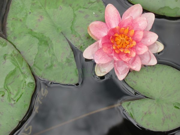 Waterlily Hardy Pheobus