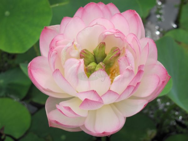 Lotus Miniature Pink Bowl