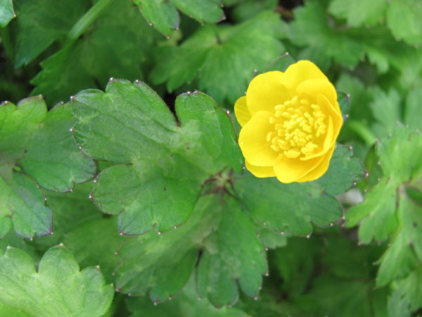 Ranunculus repens creeping Buttercup