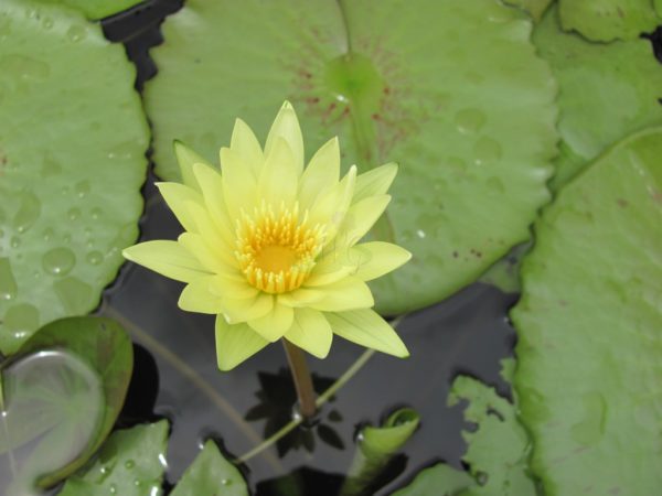 Waterlily Tropical Yellow Dazzler