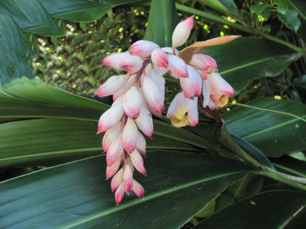 Alpinia Zerumbet Shell Ginger