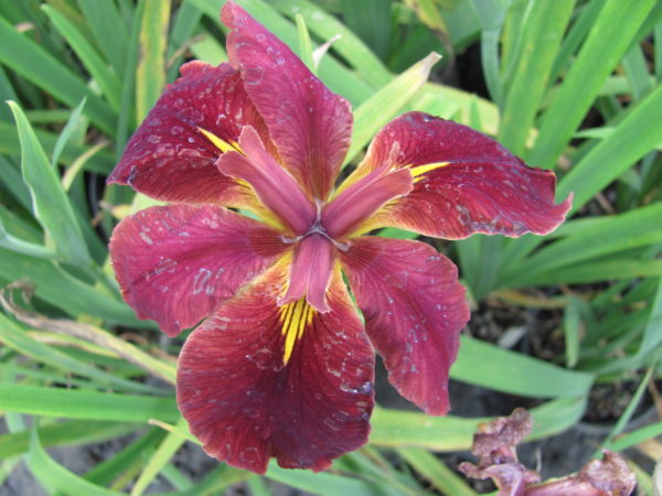 Iris louisiana Bronze-Red