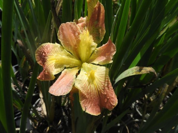 Iris louisiana Bayou Honey