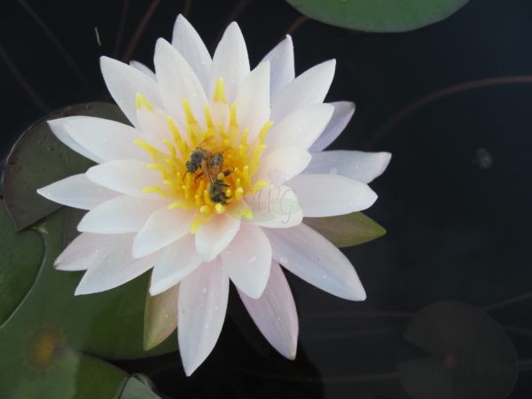 Waterlily Hardy Champayne Magic