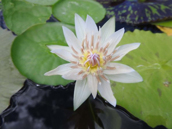 Waterlily Tropical Colorata White