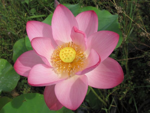 Lotus Frankly Scarlet