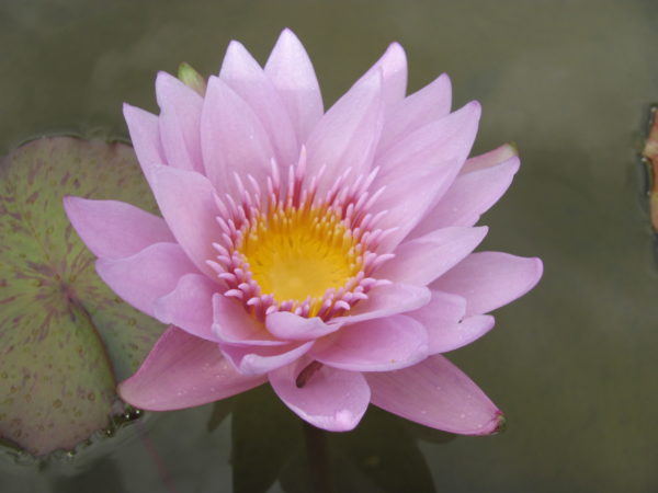 Waterlily Tropical General Pershing