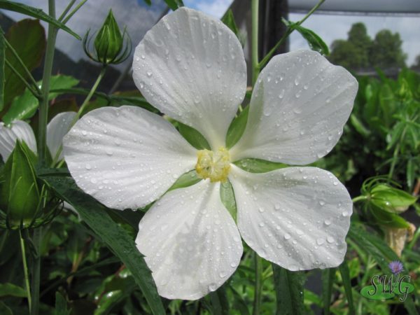 Hibiscus coccineus Swamp Hibiscus White