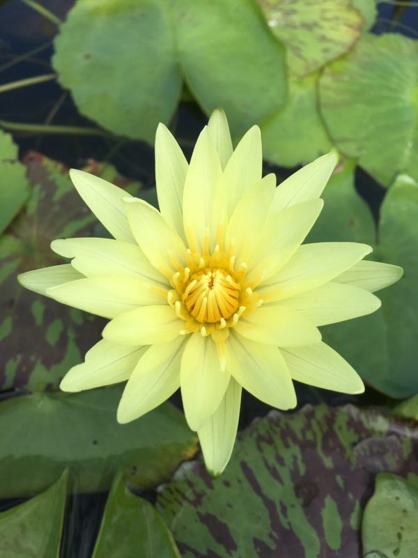 Waterlily Tropical Ledora Gold