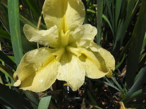 Iris louisiana Tall Yellow