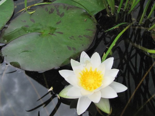 Waterlily Hardy Leydekeri Alba