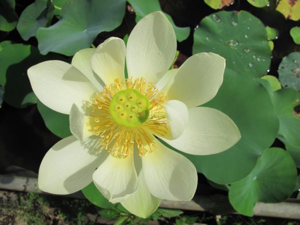 Lotus Lutea