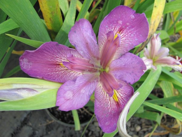 Iris louisiana Mayan Chief