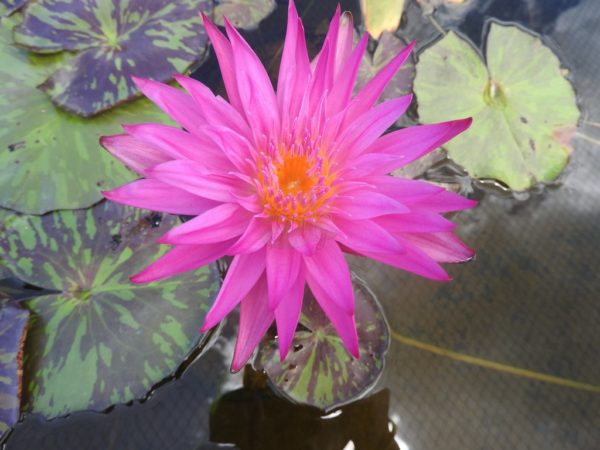 Waterlily Tropical Miami Rose