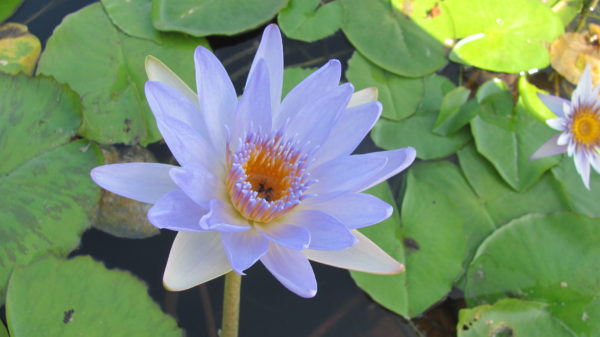 Waterlily Tropical Paul Stetson