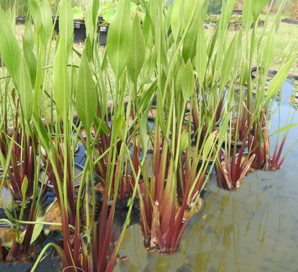 Sagittaria lancifolia Ruminoides Red Swan