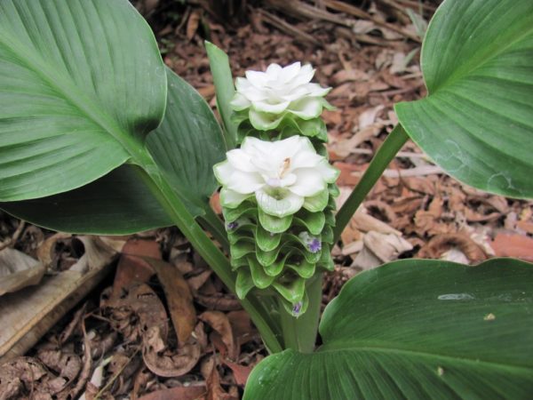 Curcuma Siam Snow