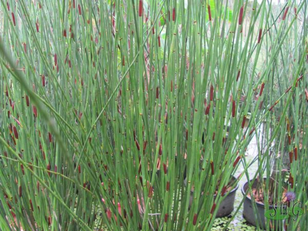 Chondropetalum tectorum Thatching Reed