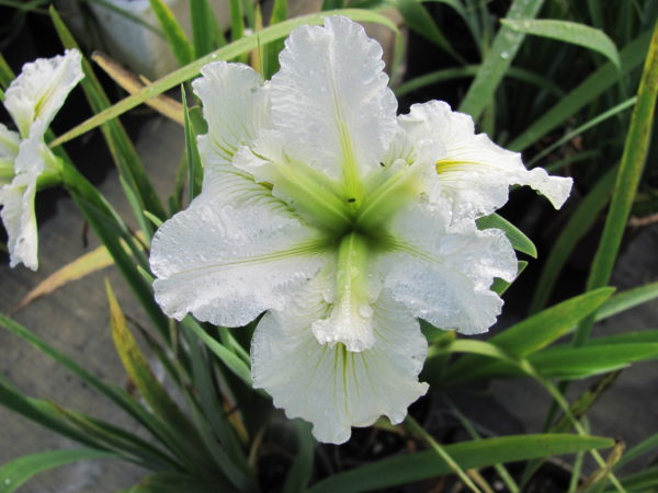 Iris louisiana White