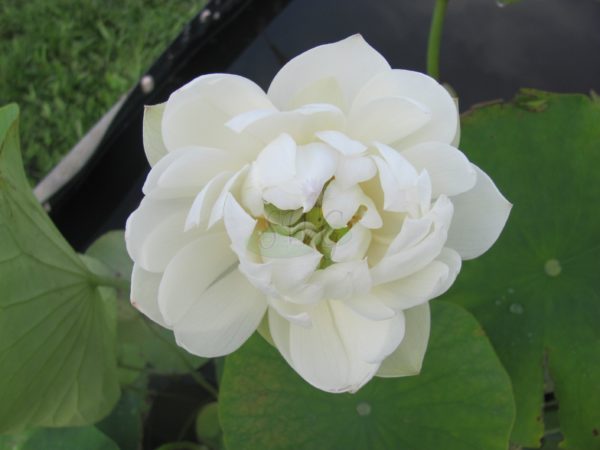 Lotus Miniature White Bowl